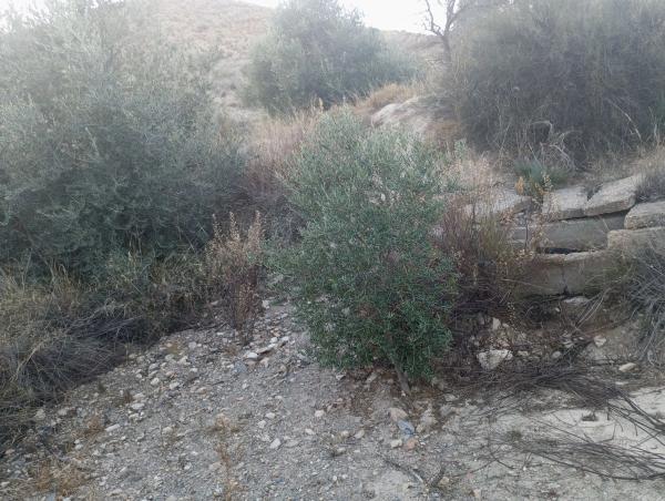Terreno en Diseminados Graneros Los, km 10 photo 3