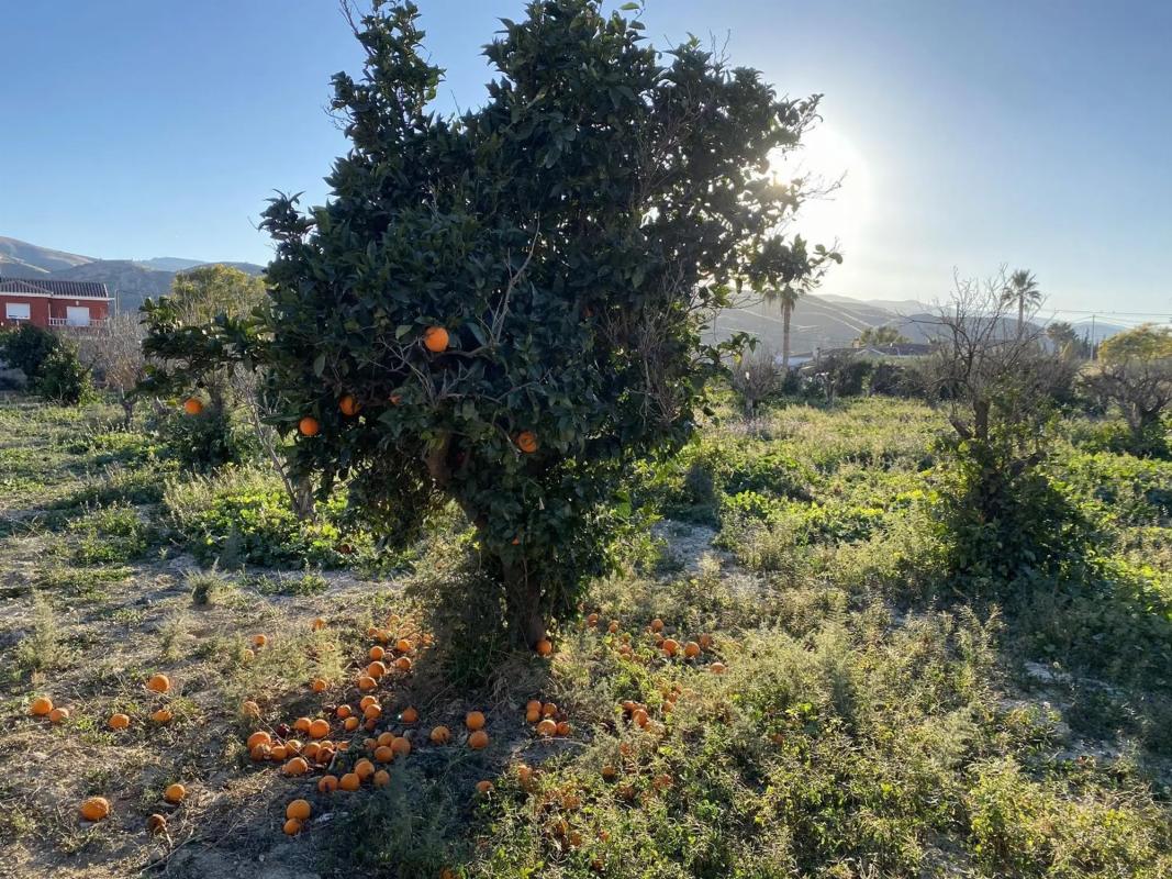Terreno en venta en Albox, Almería photo 4