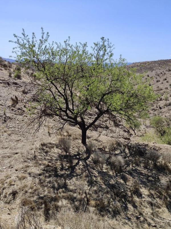 Terreno en venta en Partaloa, Almería photo 2