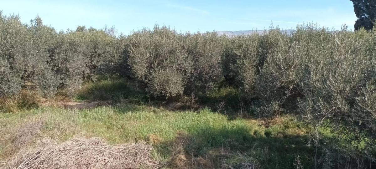 Land for sale in Huércal de Almería, Almería photo 2
