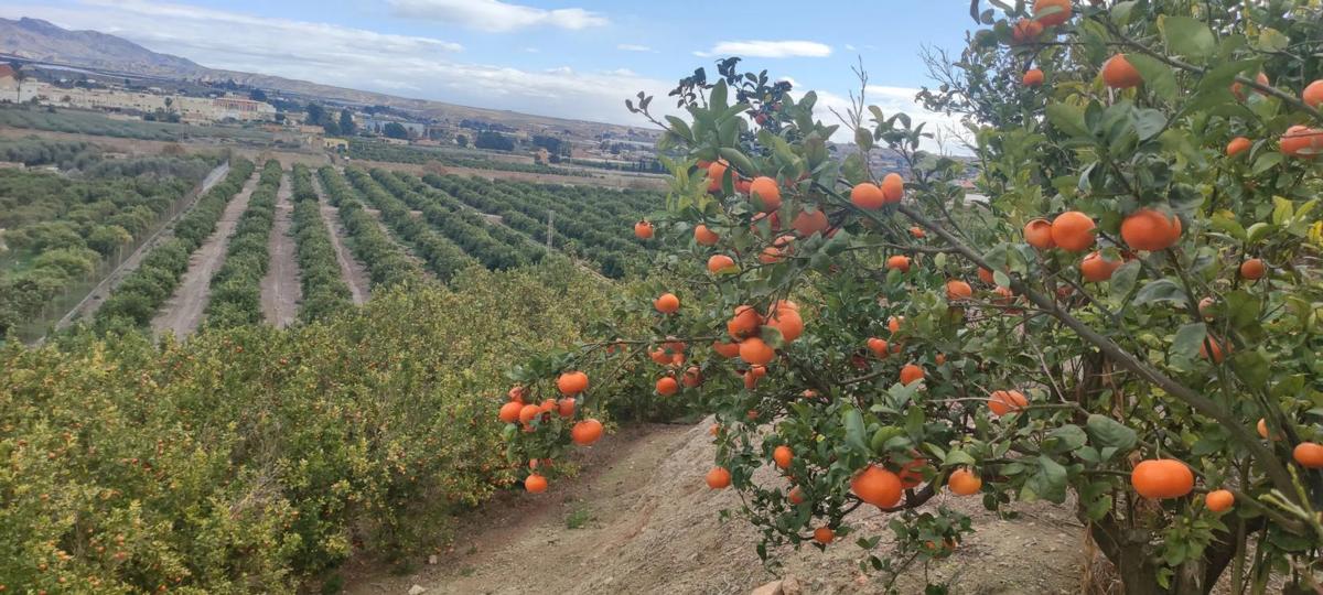 Terreno en venta en Benahadux, Almería photo 3