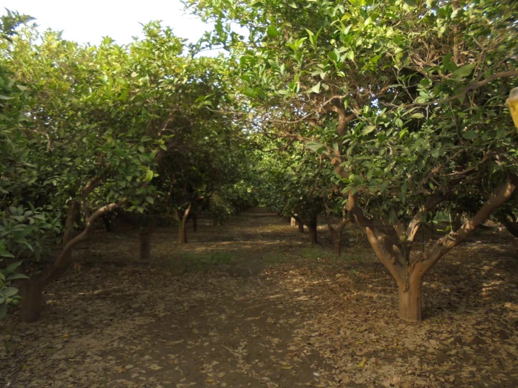 Terreno en venta en Rioja, Almería photo 2