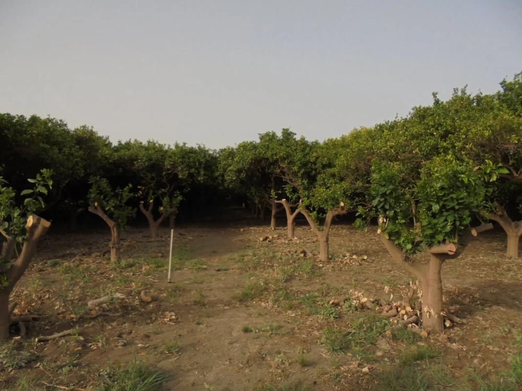 Terreno en venta en Rioja, Almería photo 3