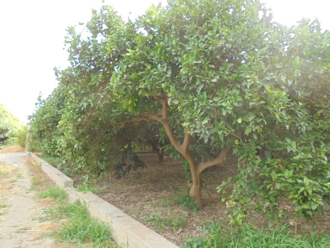 Terreno en venta en Rioja, Almería photo 5