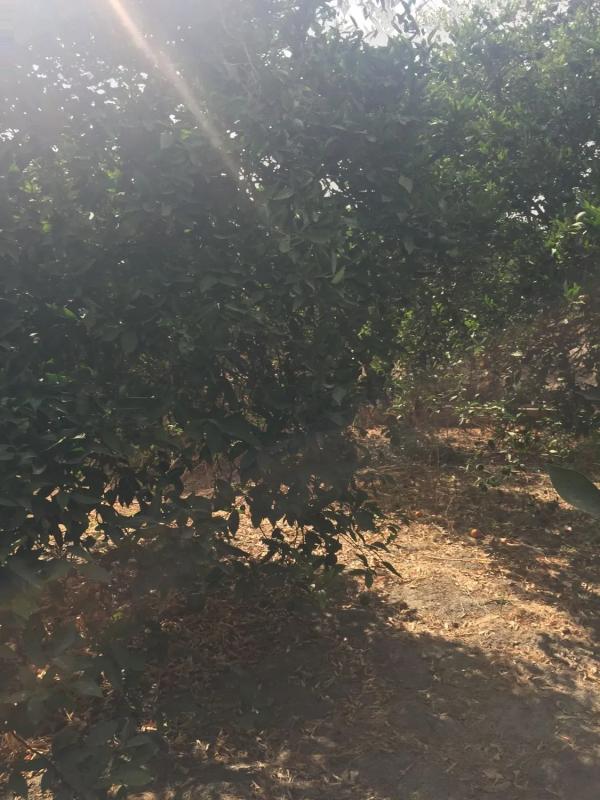 Terreno en venta en Rioja, Almería photo 3