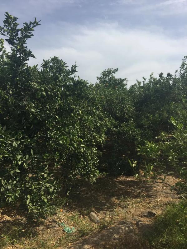 Terreno en venta en Rioja, Almería photo 5
