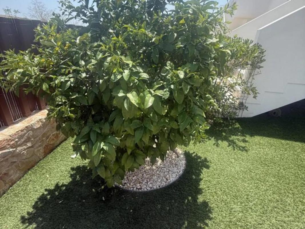 Продажа квартиры на Piso en Los Montesinos, Лос-Монтесинос
 photo 3