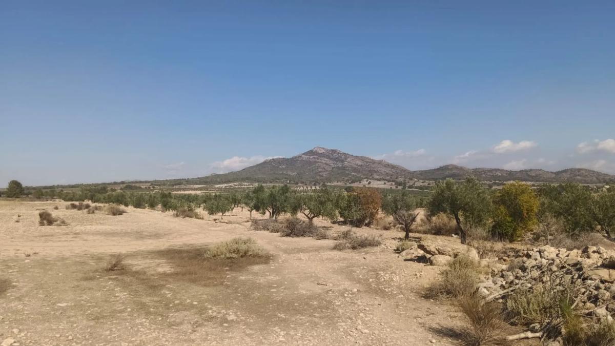 Działka na sprzedaż w Salinas, Alicante photo 4