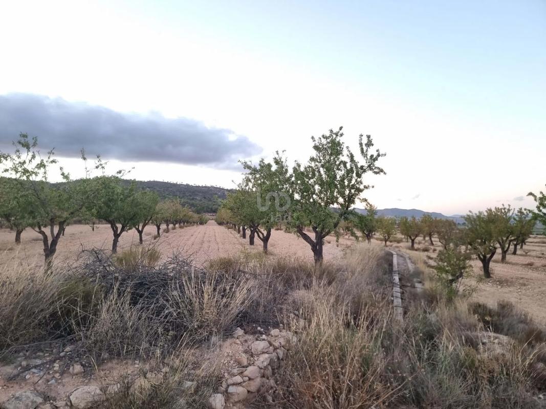Land for sale in Salinas, Alicante photo 3