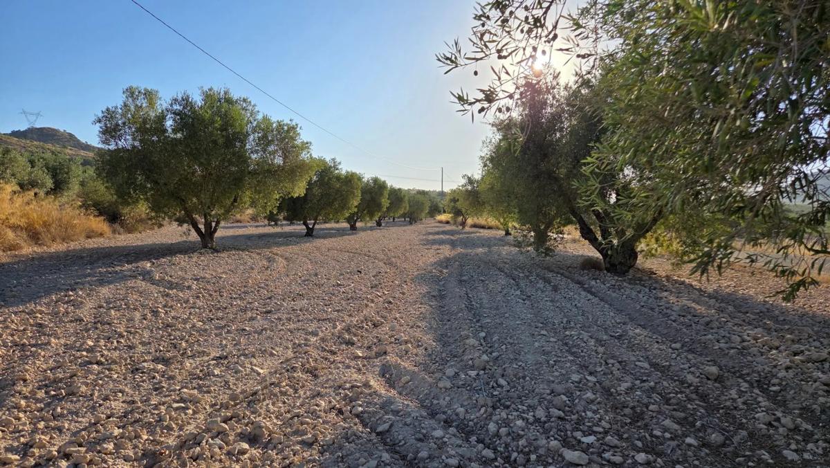 Land for sale in Salinas, Alicante photo 1