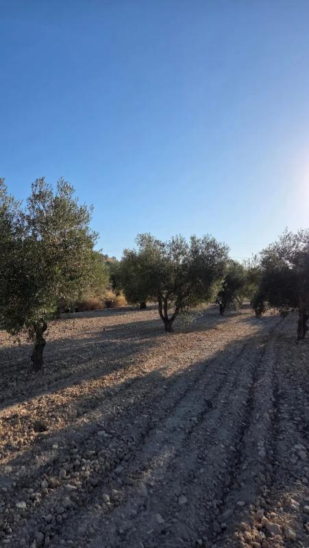 Land for sale in Salinas, Alicante photo 2