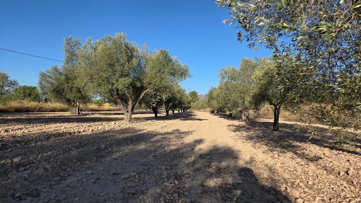 Land for sale in Salinas, Alicante photo 3