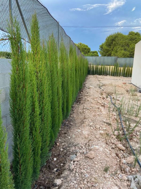 Terreno en venta en Albatera, Alicante photo 3