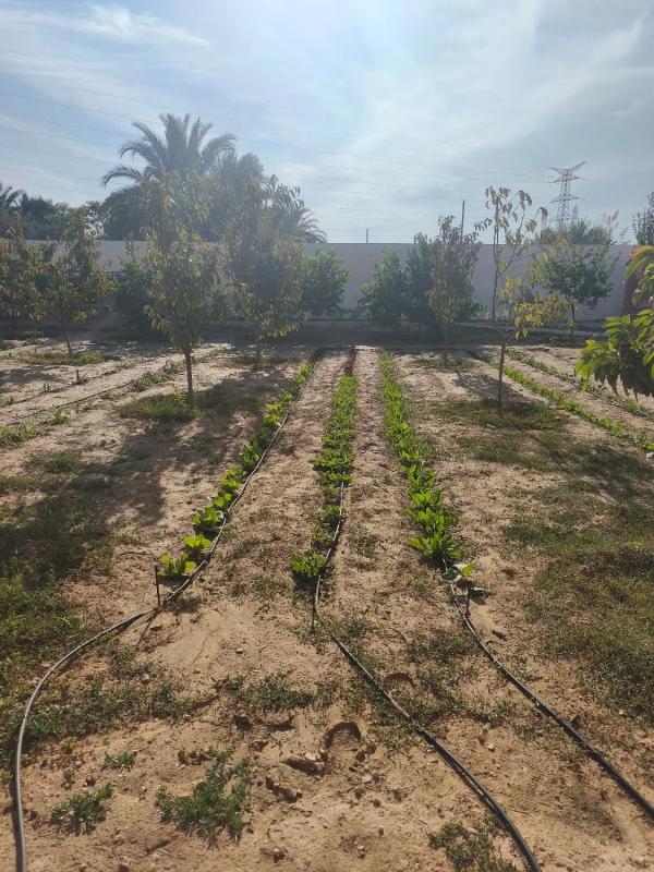 Terreno en venta en Albatera, Alicante photo 3