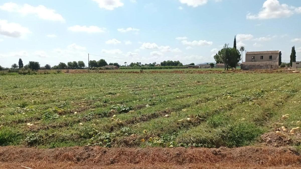 Terreno en venta en Callosa de Segura, Alicante photo 1
