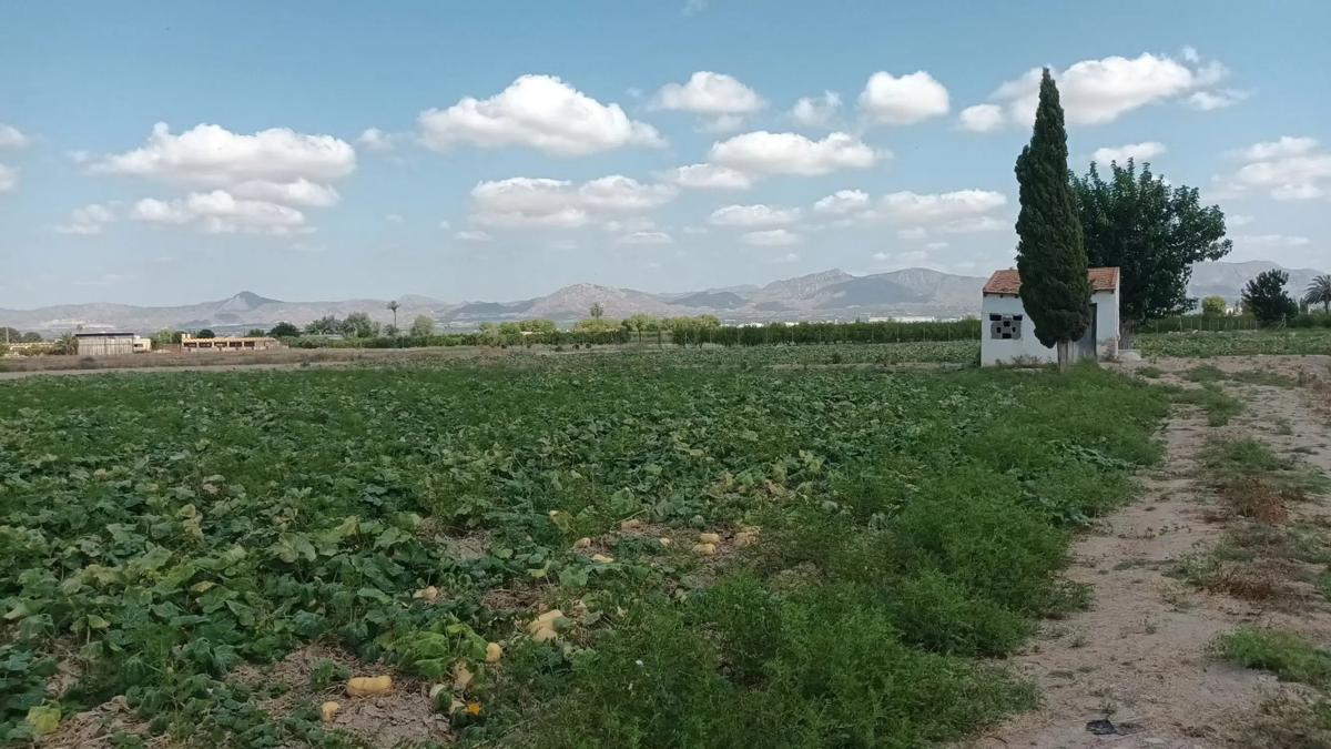 Terreno en venta en Callosa de Segura, Alicante photo 5