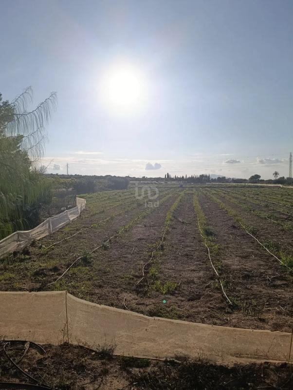 Terreno en venta en Elche / Elx, Alicante photo 1