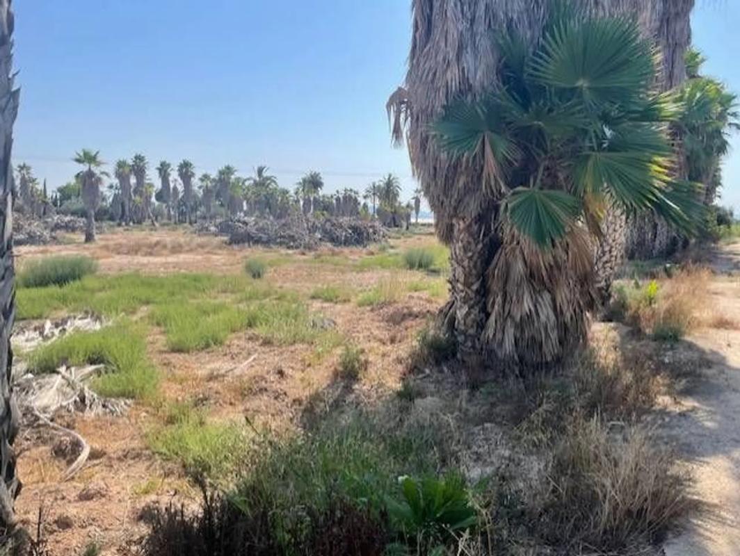 Terreno en venta en Elche / Elx, Alicante photo 2