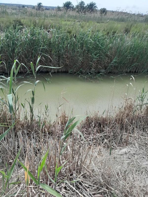Działka na sprzedaż w Elche / Elx, Alicante photo 4