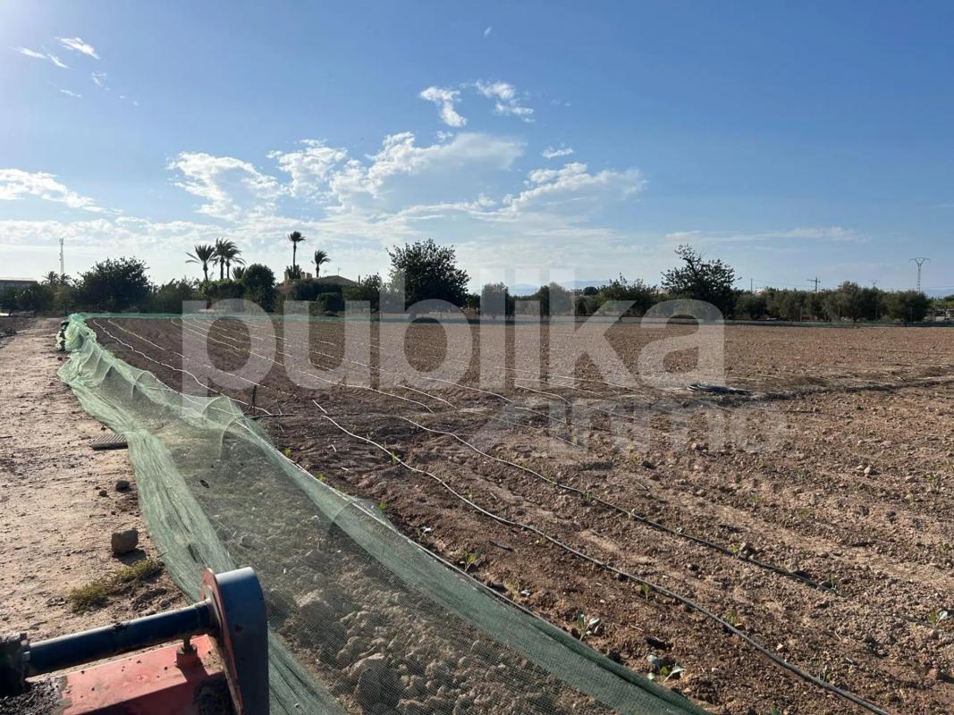 Działka na sprzedaż w Elche / Elx, Alicante photo 4