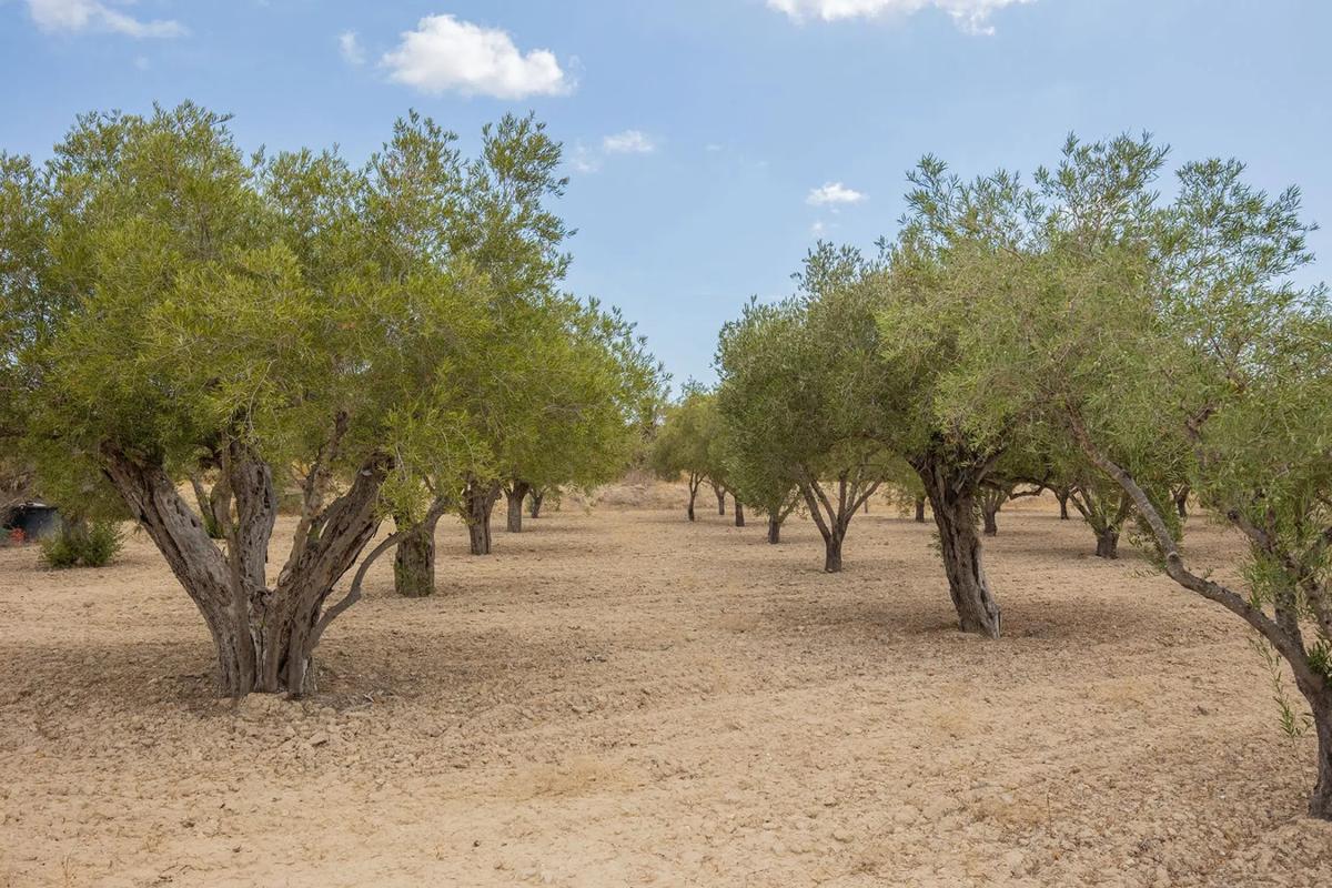 Terreno en venta en Elche / Elx, Alicante photo 4
