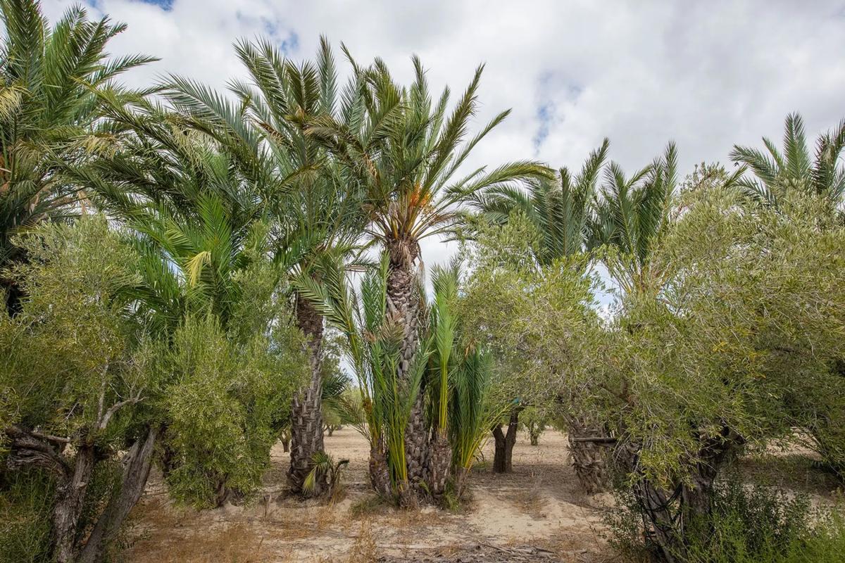 Terreno en venta en Elche / Elx, Alicante photo 5