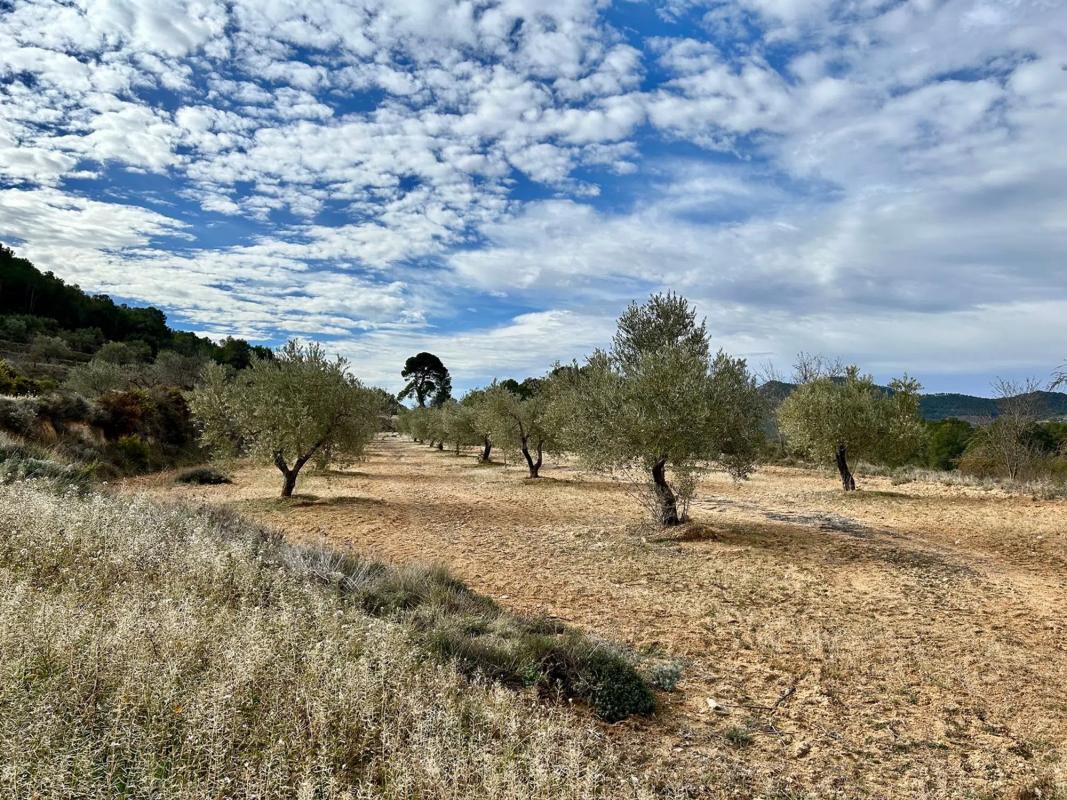 Terreno en venta en Torremanzanas, Alicante photo 2