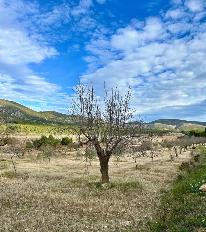 Terreno en venta en Torremanzanas, Alicante photo 4