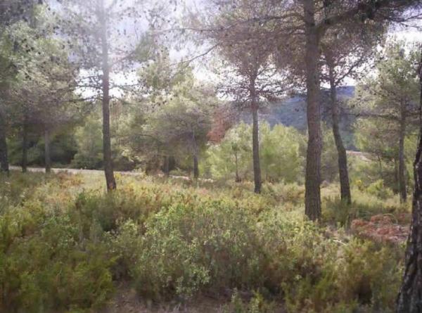 Terreno en Partida Barxell s/n photo 1