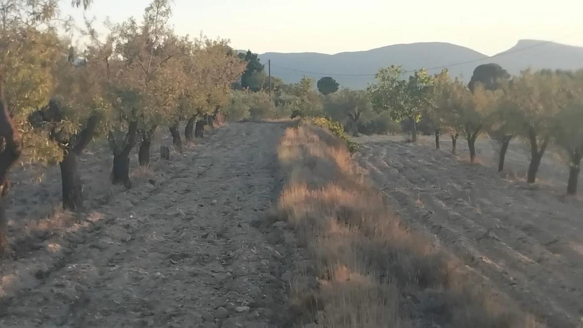 Działka na sprzedaż w Ibi, Alicante photo 5