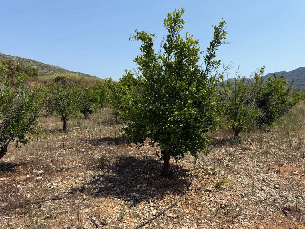 Участок земли на продажу в Валь-де-Гальинера, Аликанте photo 1