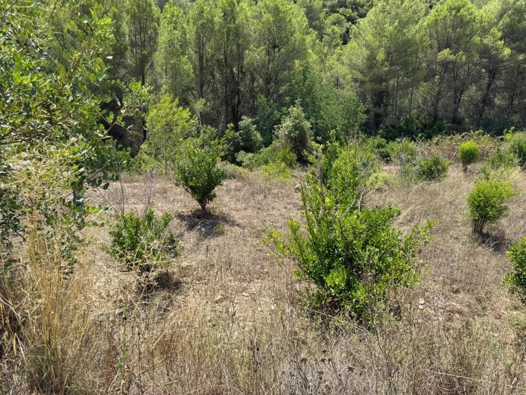 Участок земли на продажу в Валь-де-Гальинера, Аликанте photo 2