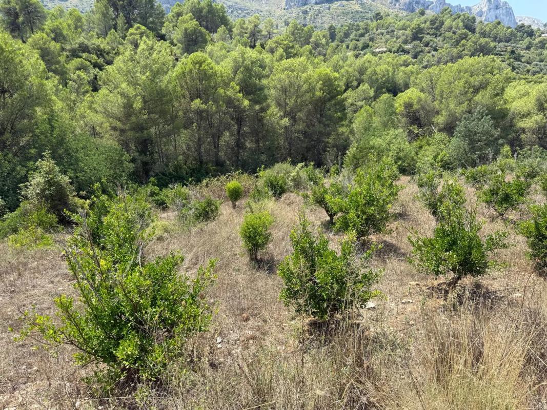 Участок земли на продажу в Валь-де-Гальинера, Аликанте photo 3