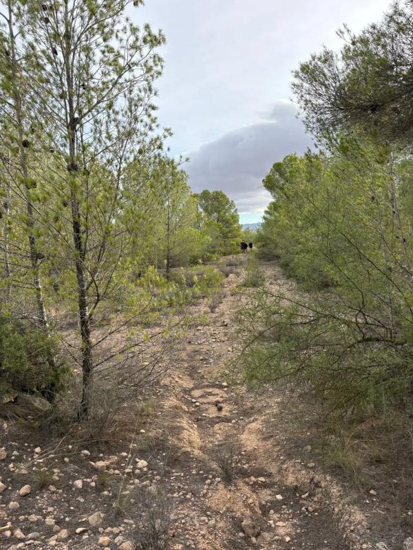 Terreno en venta en Monovar, Alicante photo 1