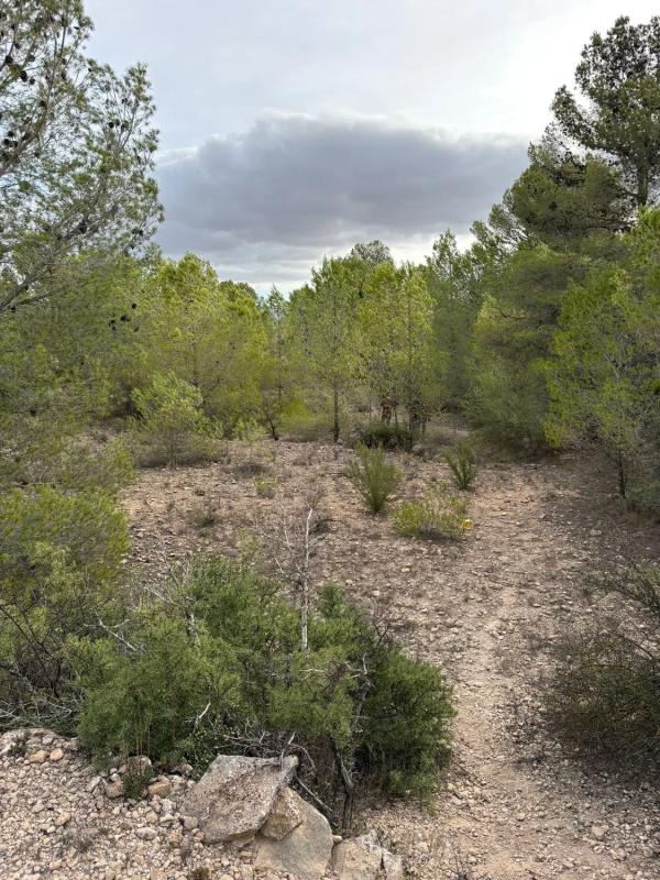 Terreno en venta en Monovar, Alicante photo 2