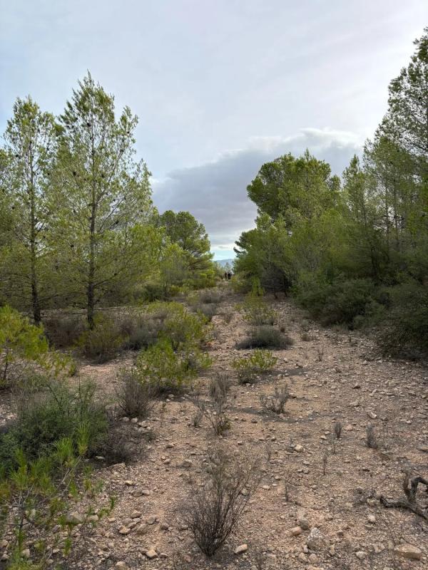 Terreno en venta en Monovar, Alicante photo 3