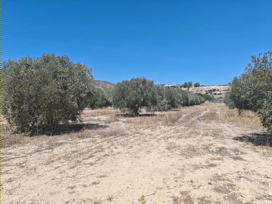 Terreno en venta en Monovar, Alicante photo 5