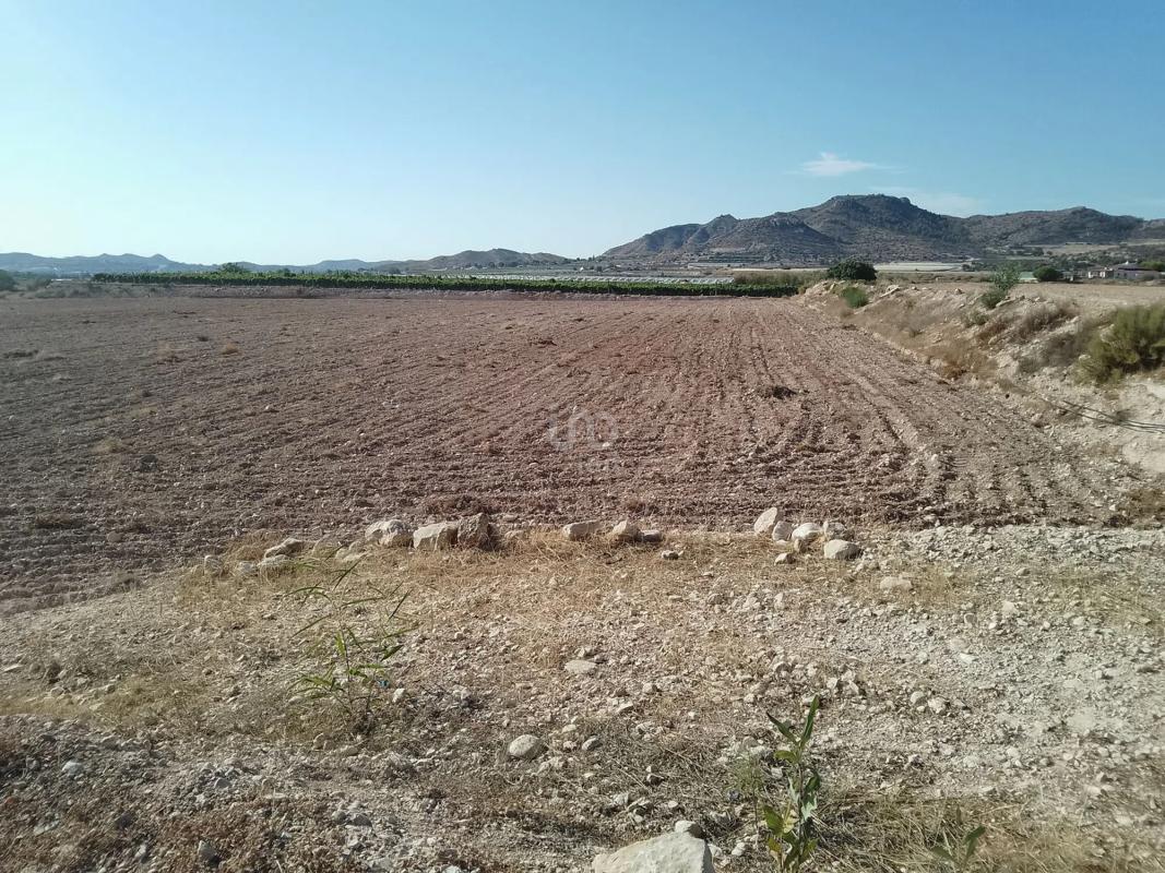 Land for sale in Novelda, Alicante photo 1