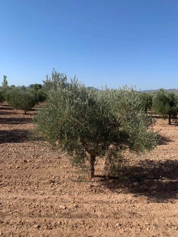 Sprzedaż działki rolnej w Plaza Poligono 2 , Saks photo 4