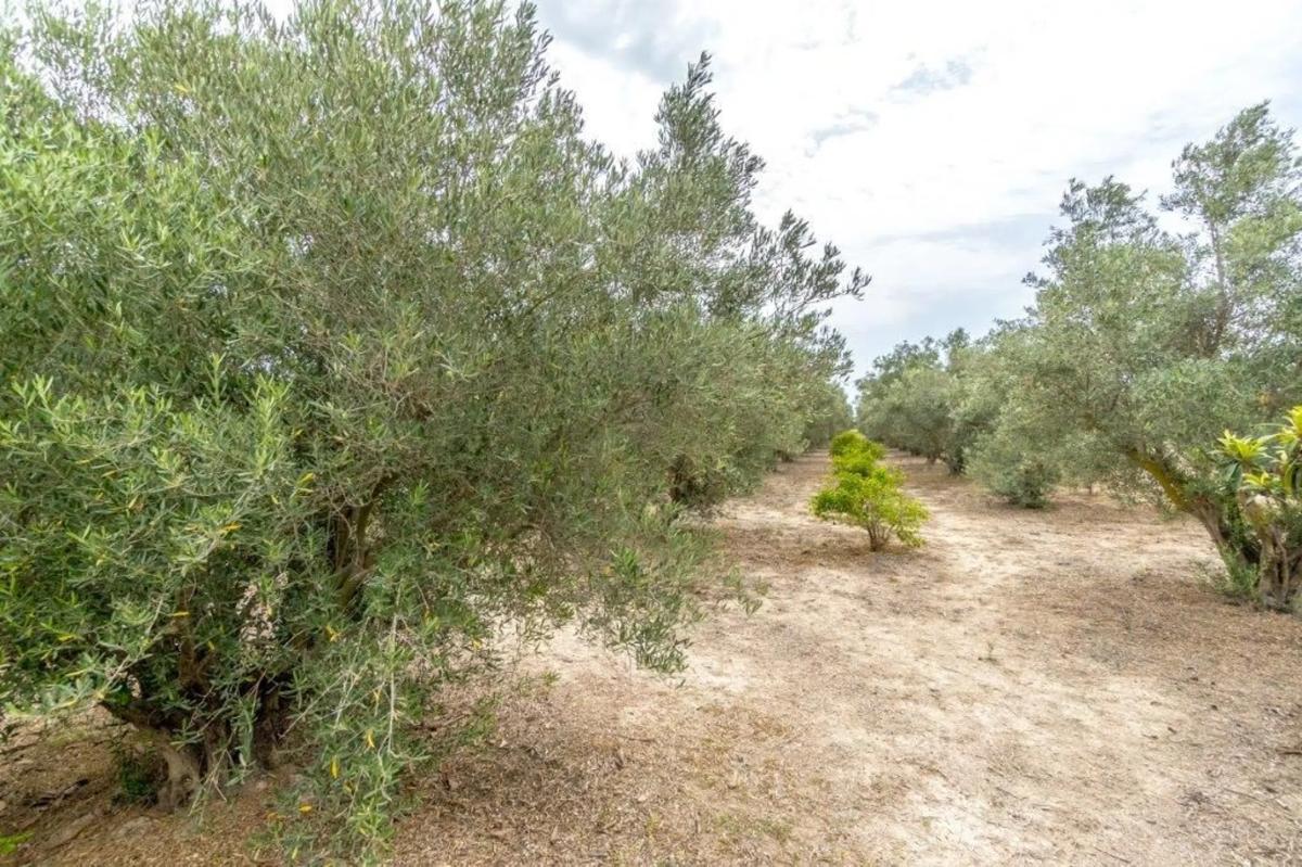 Properties for sale and rent in Spain photo 4