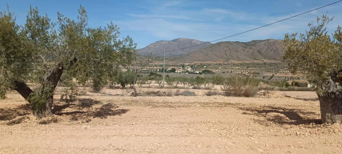 Sprzedaż działki rolnej w  La Murada-Los Vicentes , Orihuela photo 4