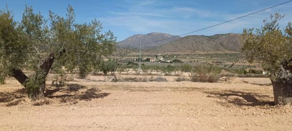 Finca rústica en venta en  La Murada-Los Vicentes , Orihuela photo 4