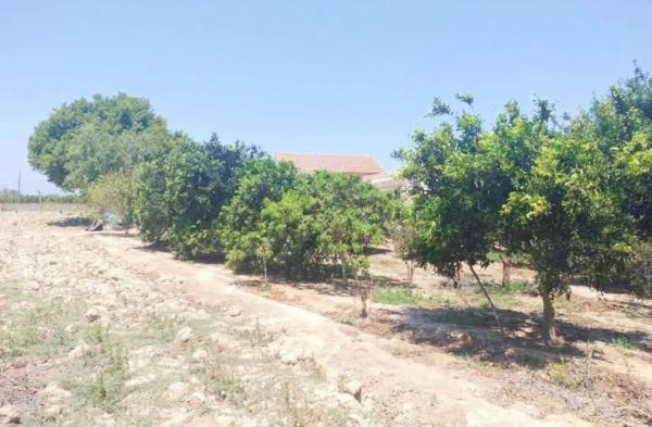 Rustic farm for sale in  Centro , Rojales photo 4
