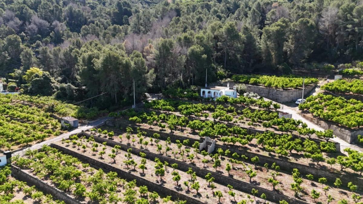 Sale of rural property in Avenida de Pego , Pego photo 3