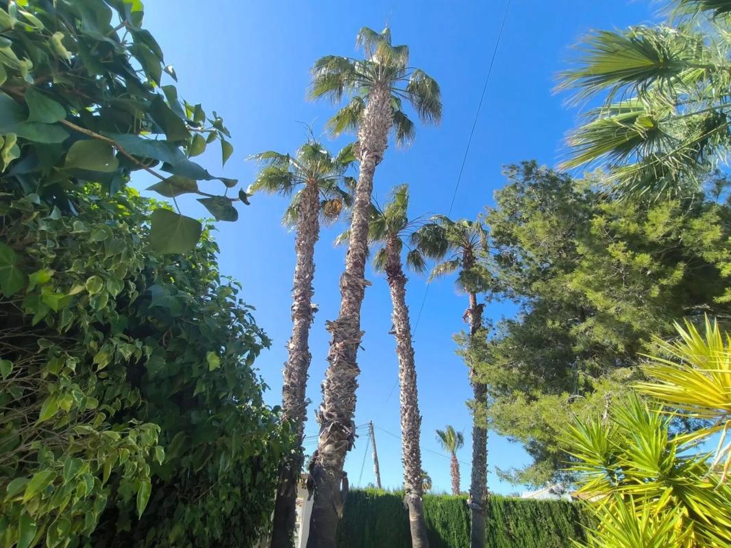 Venta de chalet independiente en Calle Flecha, 6, Torrevieja
photo 5
