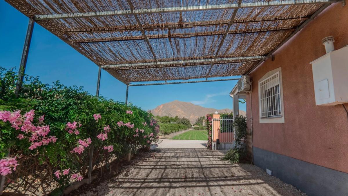 Venta de finca rústica en Molins-Campaneta-San Bartolomé , Orihuela photo 3