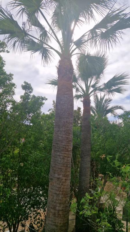 Venta de finca rústica en  Partida Cautivador, 40 , Alfaz del Pi photo 3