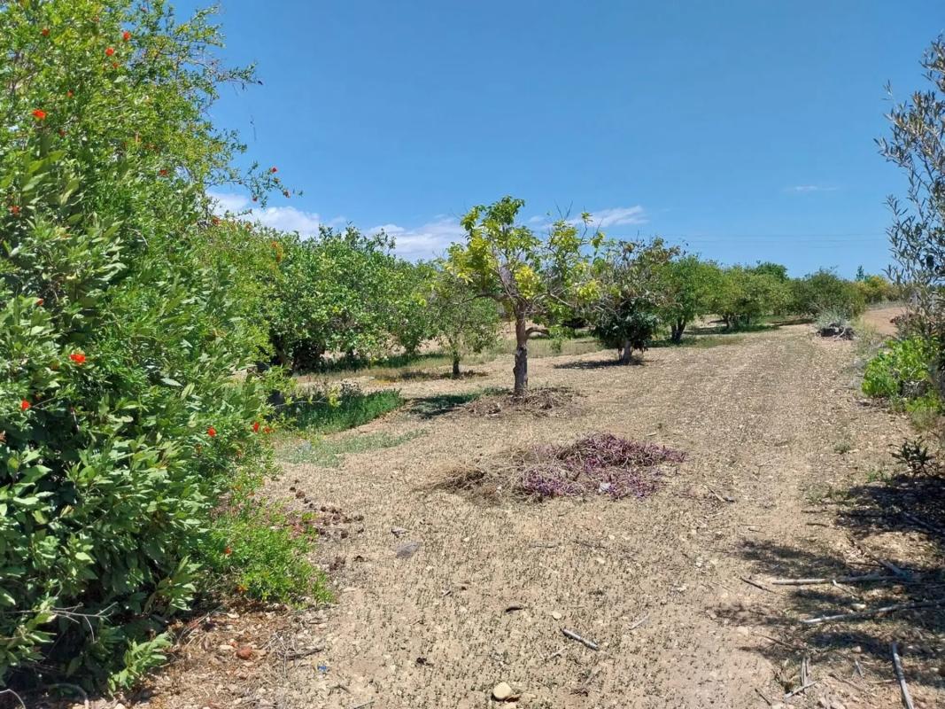 Sale of rural property in Pueblo Levante , Benidorm photo 4