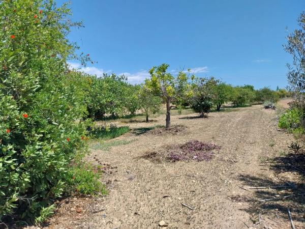 Rustic farm for sale in  Pueblo Levante , Benidorm photo 4