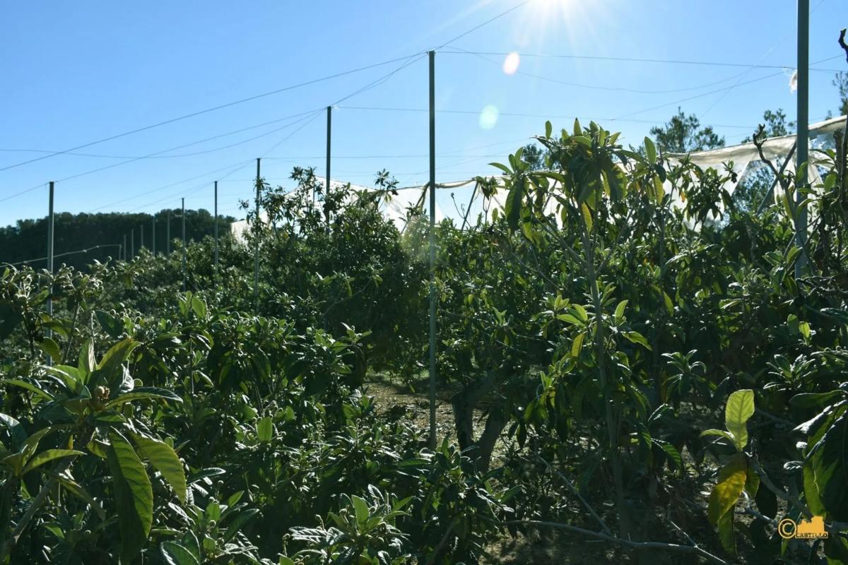 Venta de finca rústica en  Calle del Fondo , Callosa d''En Sarria photo 5